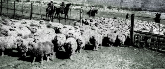 Flock of sheep guided by cowboys