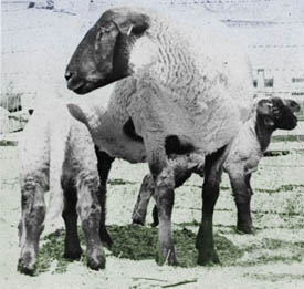 Adult sheep with two lambs