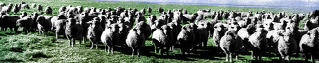 Image of a flock of sheep